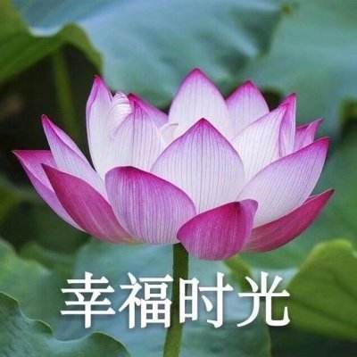 雄霸天下手游下载